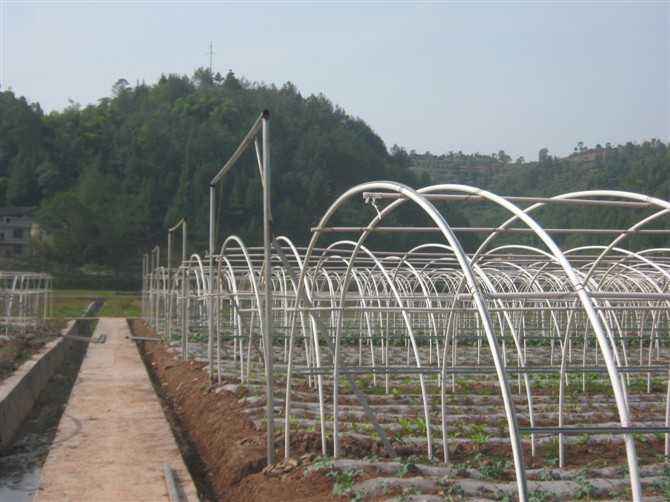 大棚骨架常用于蔬菜种植中