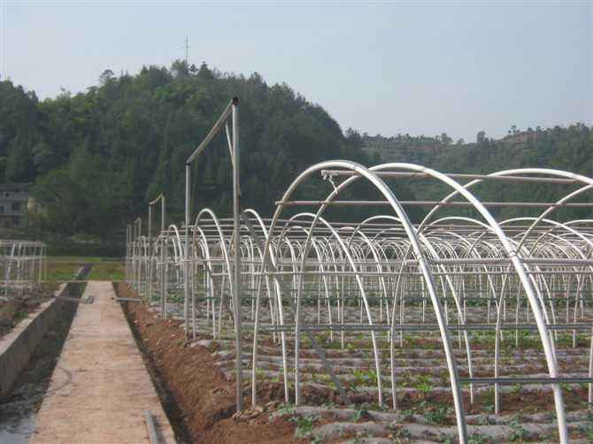 大棚骨架常用于蔬菜种植中